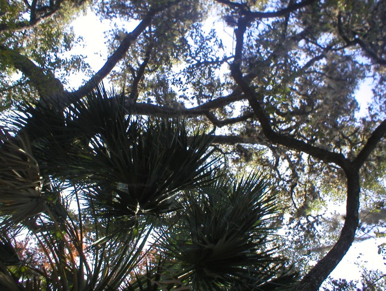 palms and deciduous .JPG